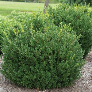 Boxwood 'Little Missy'