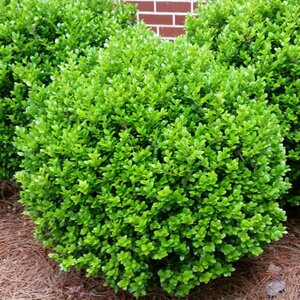 Boxwood 'Winter Gem'
