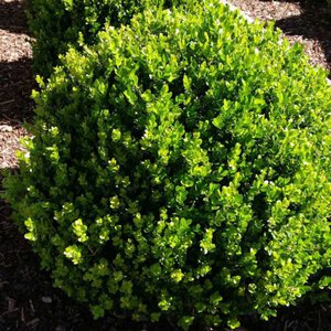 Boxwood 'Wintergreen'