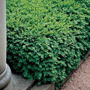 Boxwood 'Green Velvet'