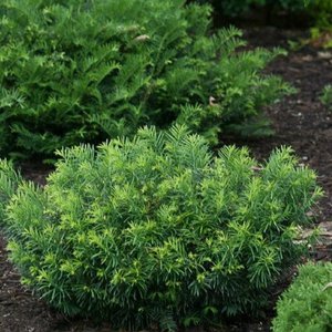 Plum Yew 'Duke Gardens'