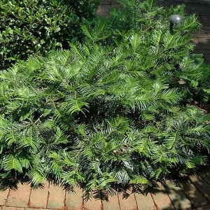 Plum Yew (spreading) 'Prostrata'