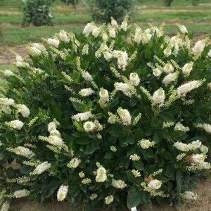 Clethra 'Hummingbird'