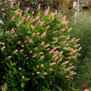 Clethra 'Ruby Spice'