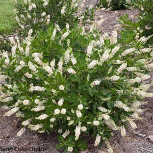 Clethra 'Vanilla Spice'® Proven Winner™