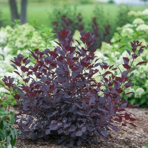 Smokebush 'Winecraft Black'® Proven Winner™
