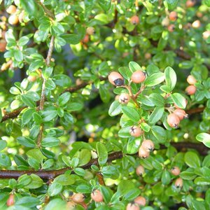 Cotoneaster 'Coral Beauty'