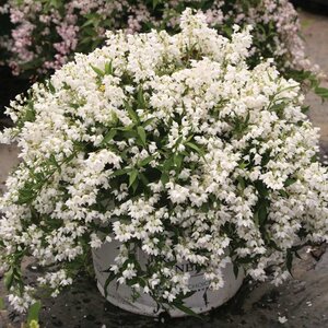 Deutzia 'Yuki Snowflake'® Proven Winner™