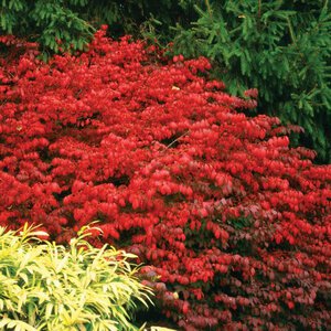 Burning Bush 'Fire Ball®' Proven Winner™