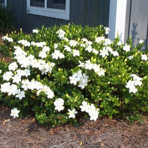 Hardy Gardenia 'Kleim's Hardy'