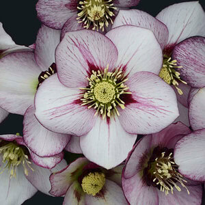 Hellebore HONEYMOON® Series 'French Kiss'