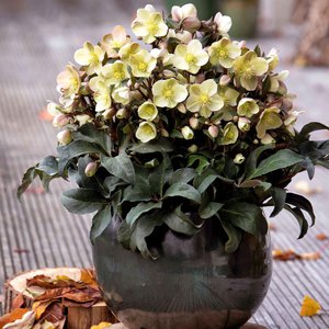 Hellebore HGC® Gold Collection® Ivory Prince