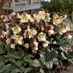 Hellebore HGC® Gold Collection® Mahogany Snow