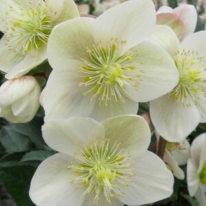 Hellebore HGC® Gold Collection® 'Champion'
