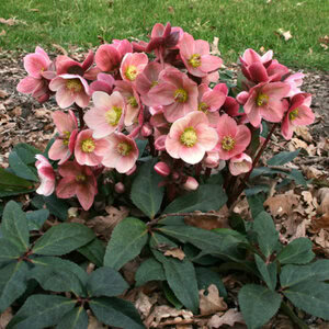Hellebore HGC® Gold Collection® Pink Frost