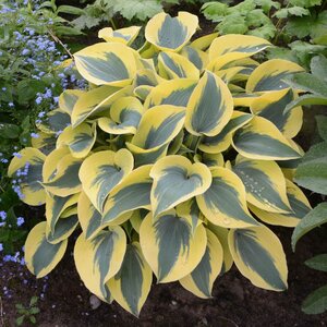 Hosta Shadowland® 'Autumn Frost' Proven Winner™