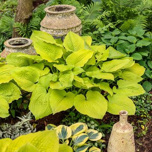 Hosta Shadowland® 'Coast to Coast' Proven Winner™