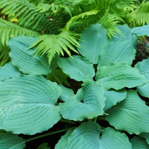 Hosta Shadowland® 'Diamond Lake' Proven Winner™