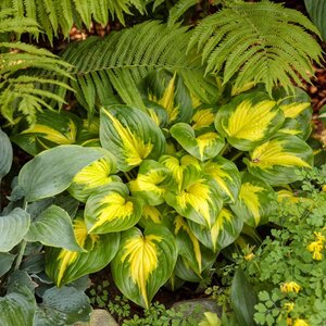 Hosta Shadowland® 'Etched Glass' Proven Winner™