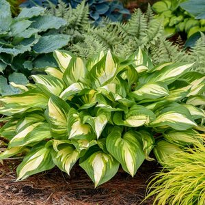 Hosta Shadowland® 'Miss America' Proven Winner™