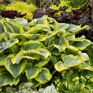Hosta Shadowland® 'Seducer' Proven Winner™
