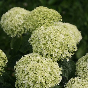 Hydrangea arborescens 'Invincibelle Limetta'® Proven Winner™