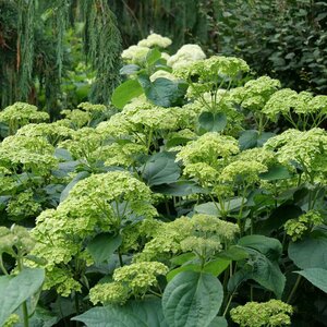 Hydrangea arborescens 'Invincibelle Sublime'® Proven Winner™