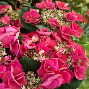 Hydrangea 'Cherry Explosion'™ (Mckay)