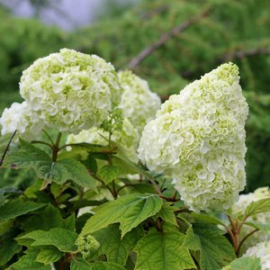 Hydrangea Oak Leaf 'Gatsby Moon'® Proven Winner™