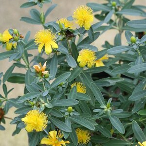 St. John's Wort 'Blues Festival'® Proven Winner™