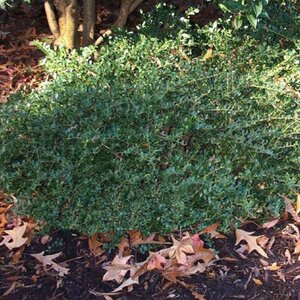 Holly (Japanese) 'Helleri'