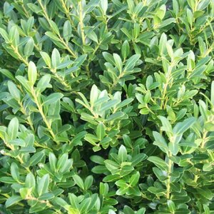 Holly (Japanese) 'Hoogendorn'
