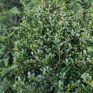 Holly (Japanese) 'Steeds'