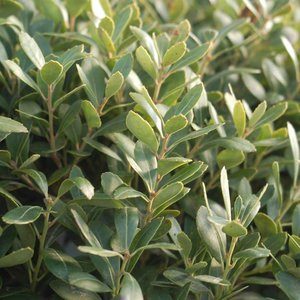 Holly (Inkberry) 'Compacta'
