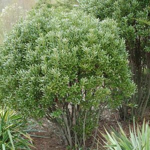 Holly (Inkberry) 'Shamrock'