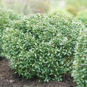 Holly (Inkberry) 'Strong Box'® Proven Winner™