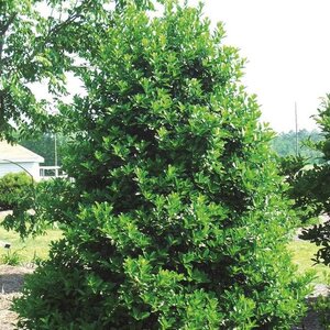 Holly 'Oak Leaf'™ (Red Holly Tree)