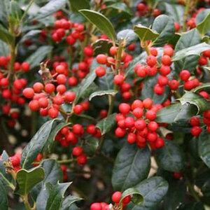 Holly 'Nellie R. Stevens'