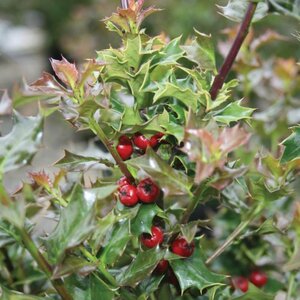 Holly 'Red Beauty'® (Dwarf Red Holly Tree)