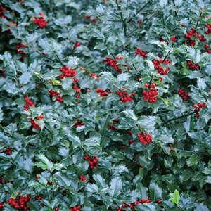 Holly (blue) 'Blue Maid'