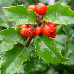 Holly (blue) 'Blue Princess'