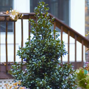 Holly (blue) Castle Spire® Proven Winner™