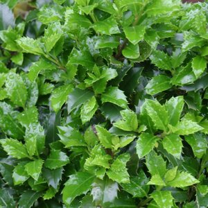 Holly (blue) Castle Wall® Proven Winner™