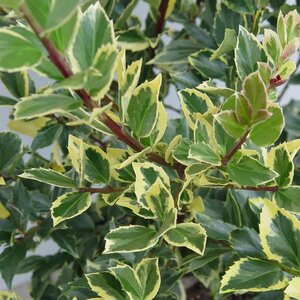 Holly (blue) 'Honey Maid'