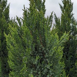 Juniper 'Brodie' Eastern Red Cedar