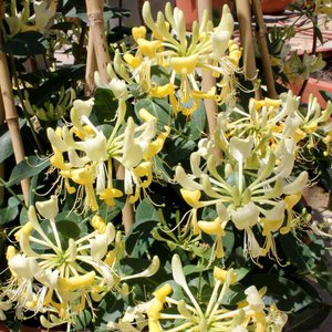 Honeysuckle 'Scentsation'® Proven Winner™