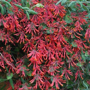 Honeysuckle 'Major Wheeler'