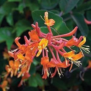 Honeysuckle 'Mandarin'