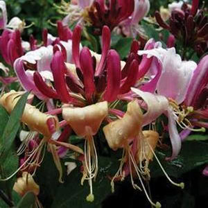Honeysuckle 'Serotina'