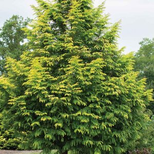 Dawn Redwood 'Amber Glow'®
